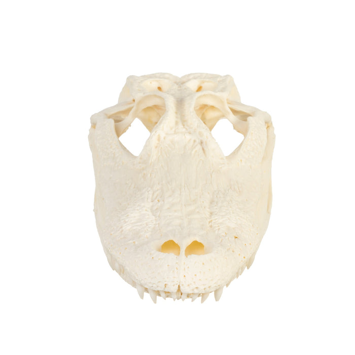 Real American Alligator Skull - 9-12 in.