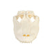Real American Alligator Skull - 9-12 in.