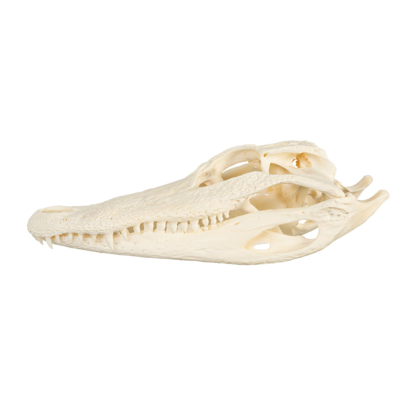 Real American Alligator Skull - 9-12 in.