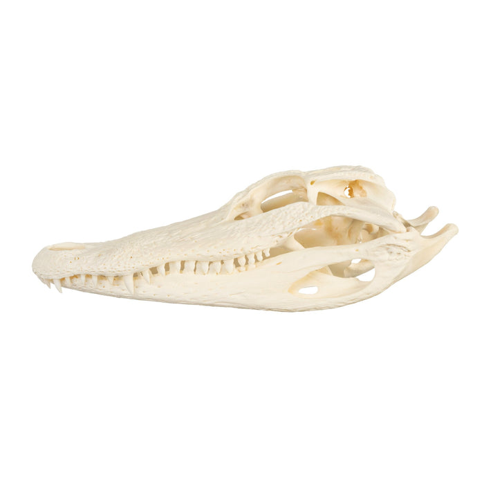 Real American Alligator Skull - 9-12 in.