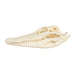 Real American Alligator Skull - 9-12 in.