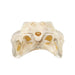 Real American Alligator Skull - 9-12 in.