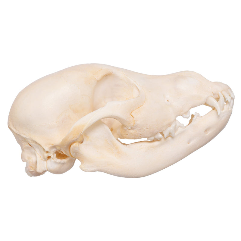 Real Domestic Dog Skull - Husky Puppy