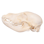 Real Domestic Dog Skull - Husky Puppy