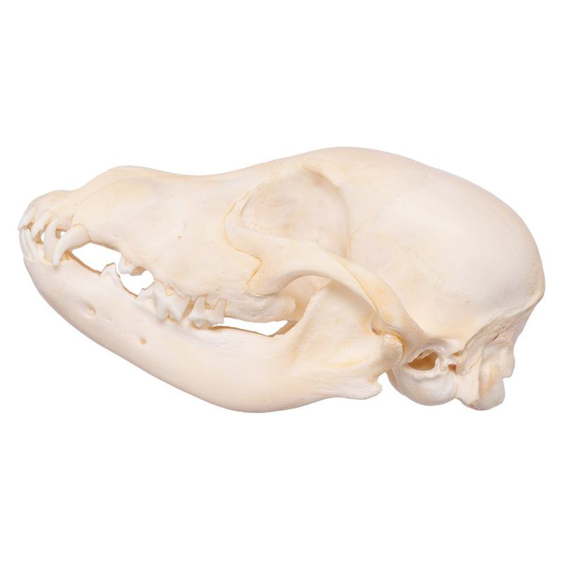 Real Domestic Dog Skull - Husky Puppy
