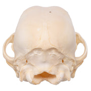 Real Domestic Dog Skull - Husky Puppy