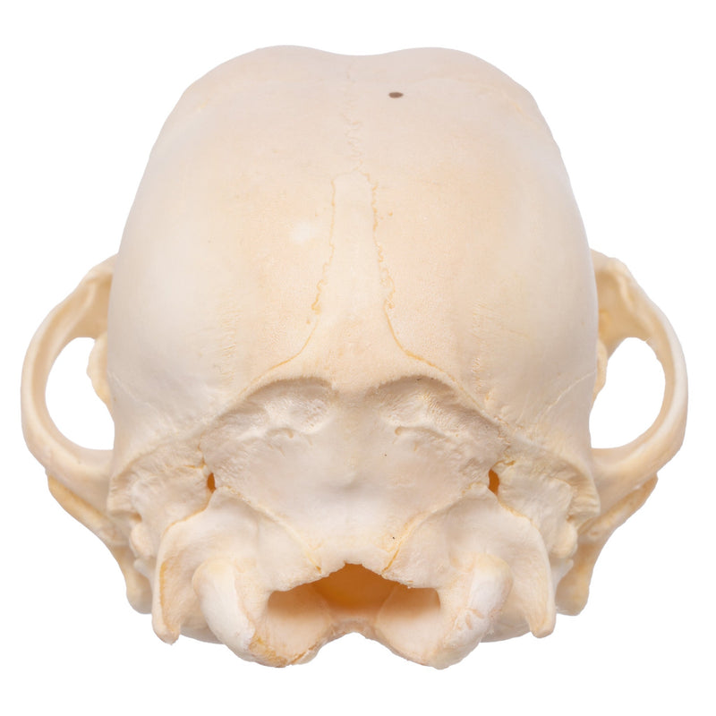 Real Domestic Dog Skull - Husky Puppy