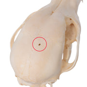 Real Domestic Dog Skull - Husky Puppy