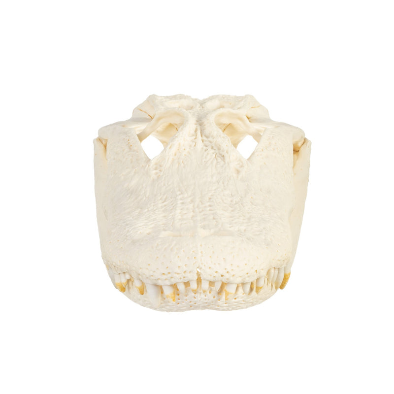 Real American Alligator Skull (Over 12 in.)