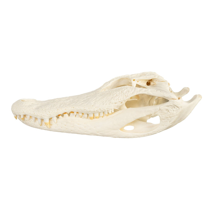 Real American Alligator Skull (Over 12 in.)