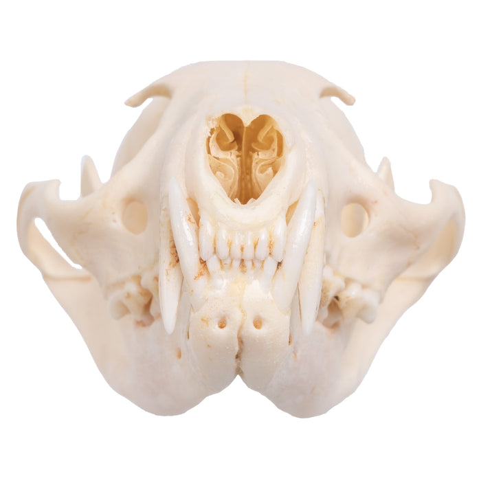 Real African Palm Civet Skull