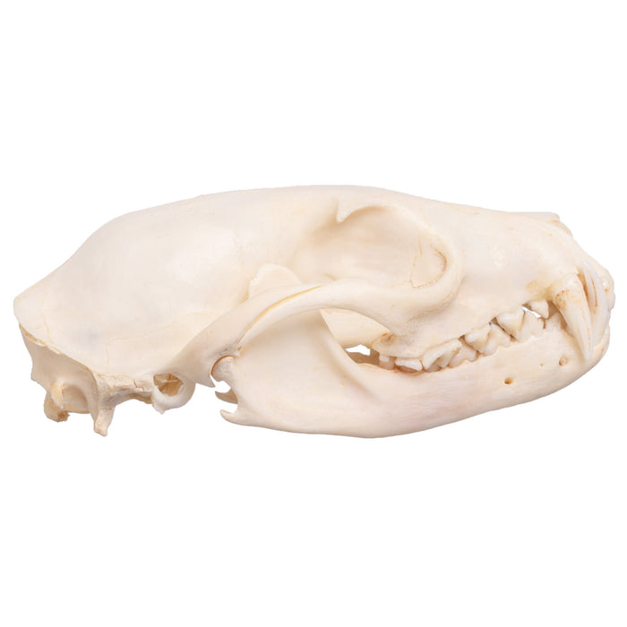 Real African Palm Civet Skull