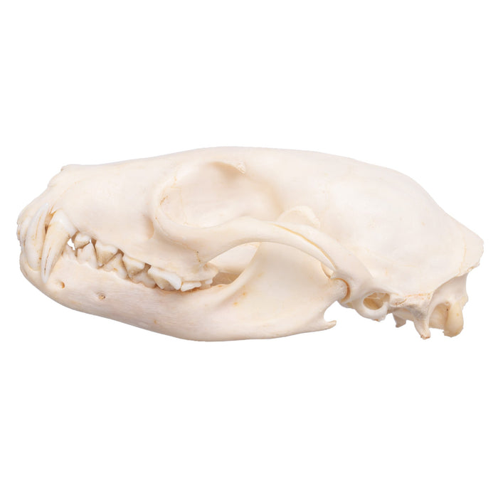 Real African Palm Civet Skull