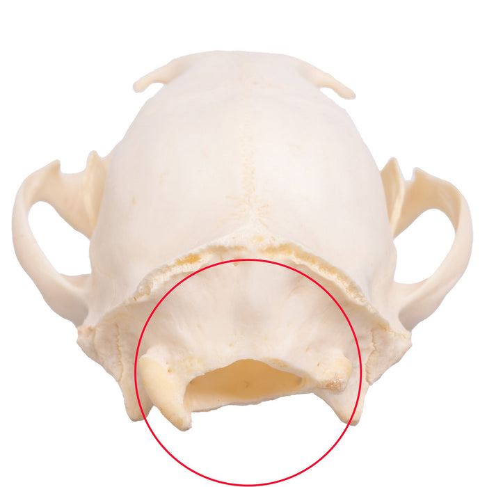 Real African Palm Civet Skull