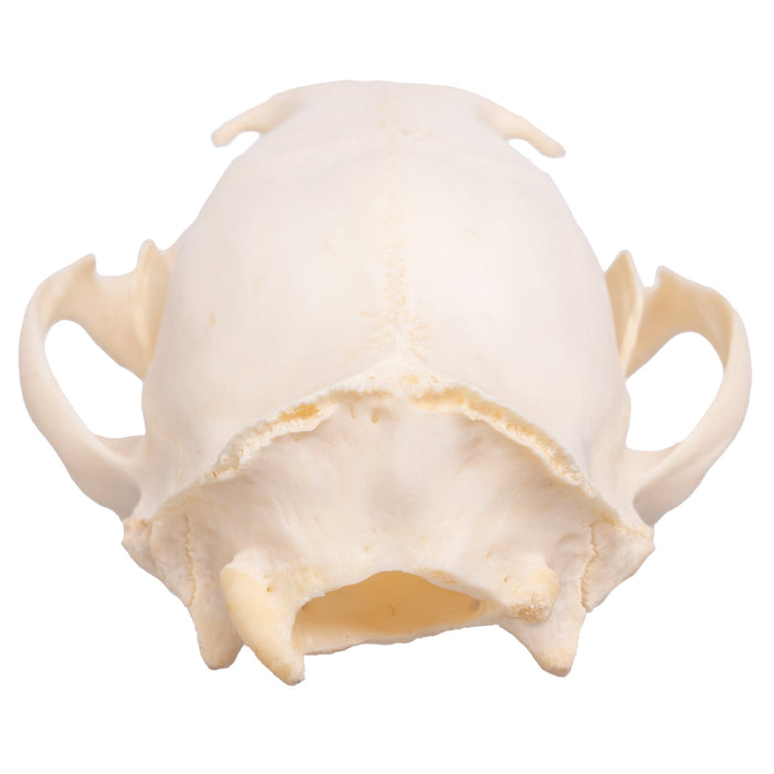 Real African Palm Civet Skull