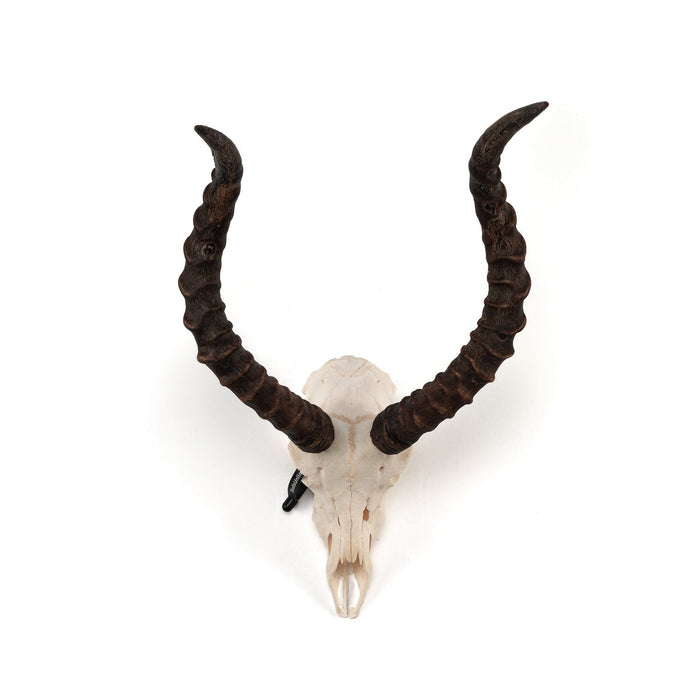 Real Impala Skull