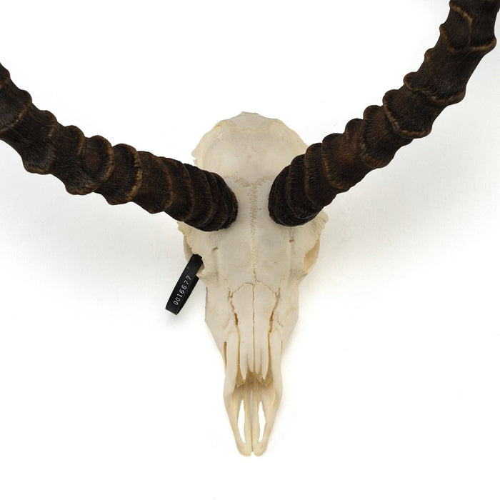 Real Impala Skull