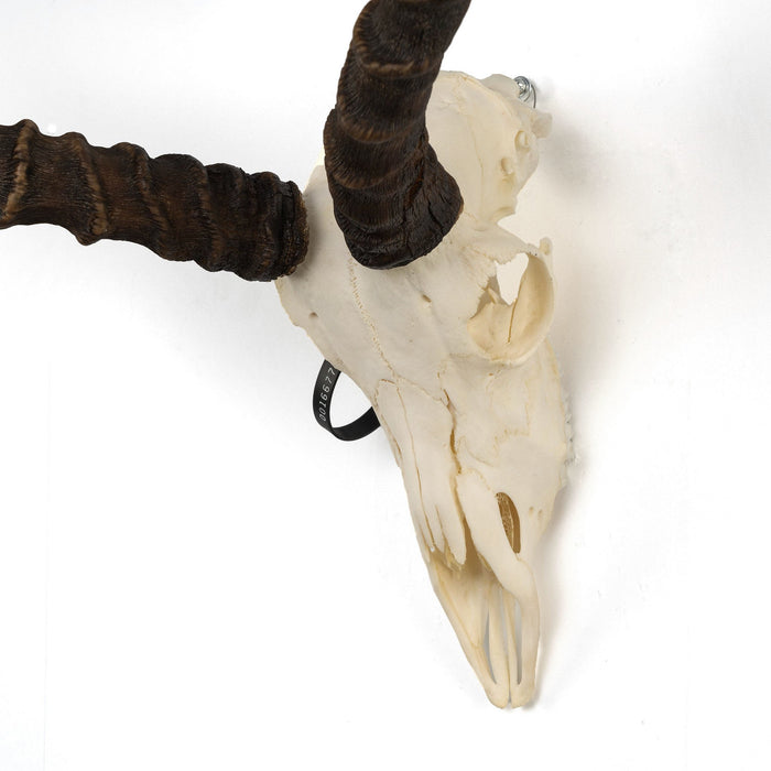 Real Impala Skull