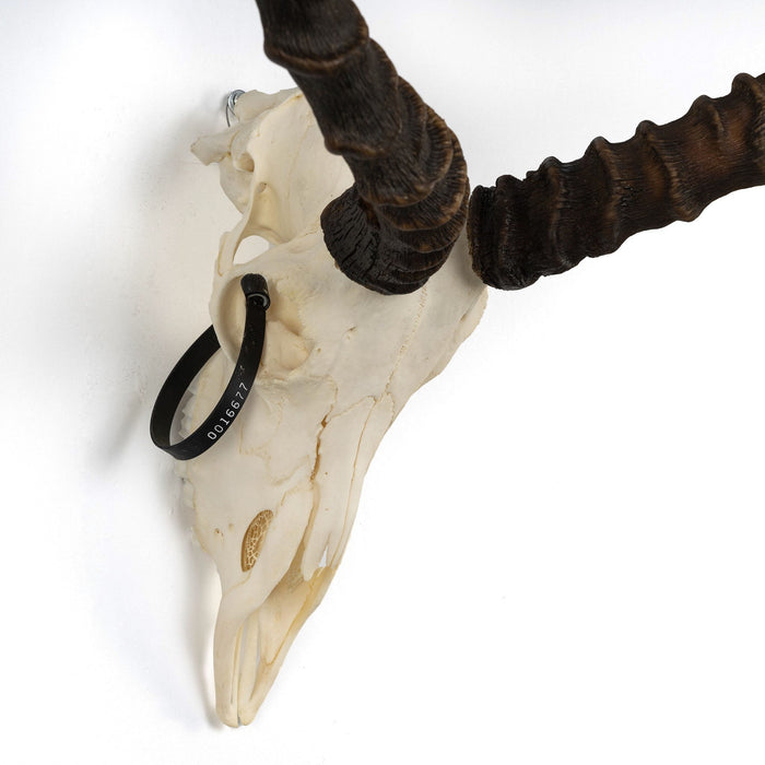 Real Impala Skull