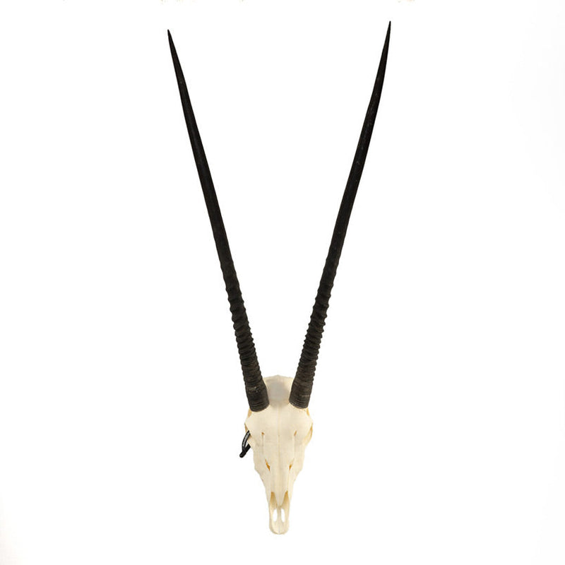 Real Gemsbok Skull
