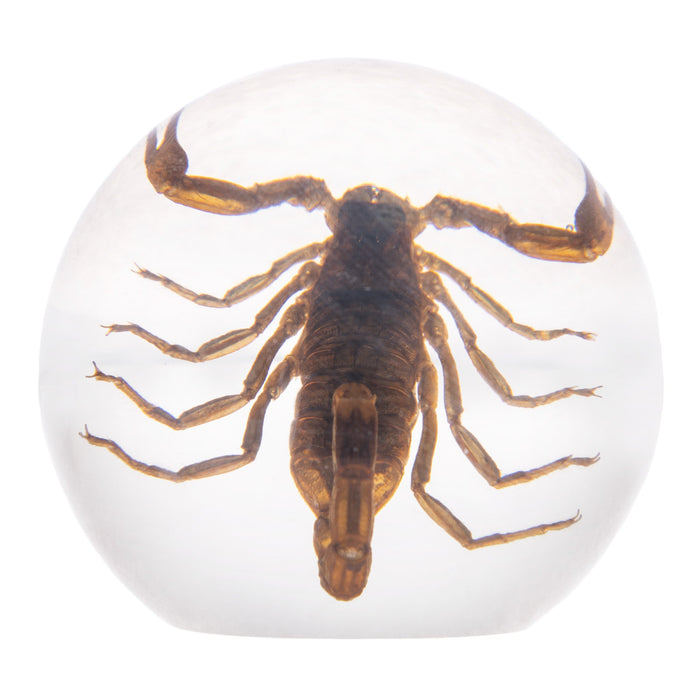 Real Golden Scorpion in Acrylic Sphere Display