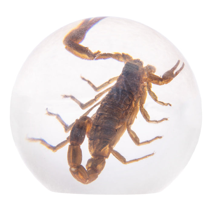 Real Golden Scorpion in Acrylic Sphere Display
