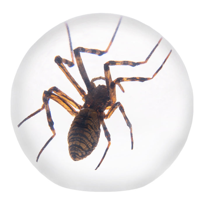 Real Spider in Acrylic Sphere Display