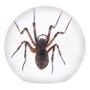 Real Spider in Acrylic Sphere Display