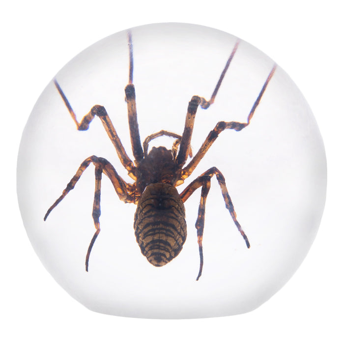 Real Spider in Acrylic Sphere Display