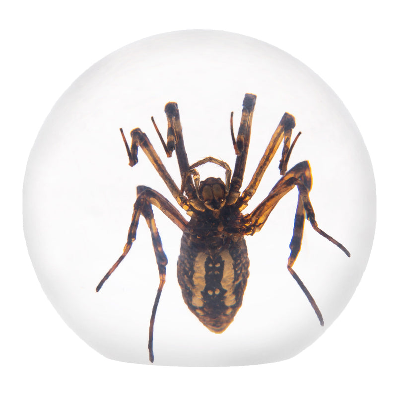 Real Spider in Acrylic Sphere Display