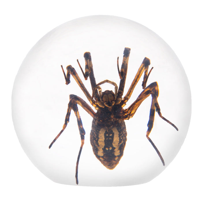 Real Spider in Acrylic Sphere Display