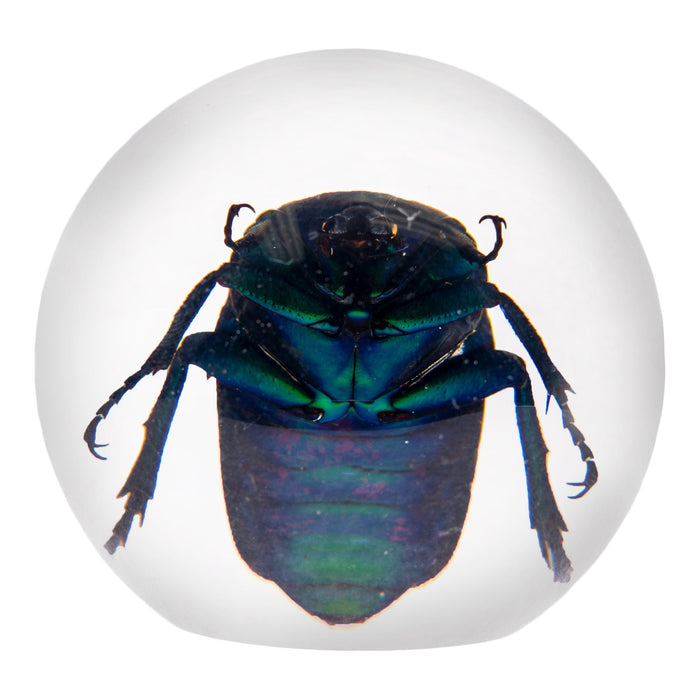 Real Green Chafer Beetle in Acrylic Sphere Paperweight