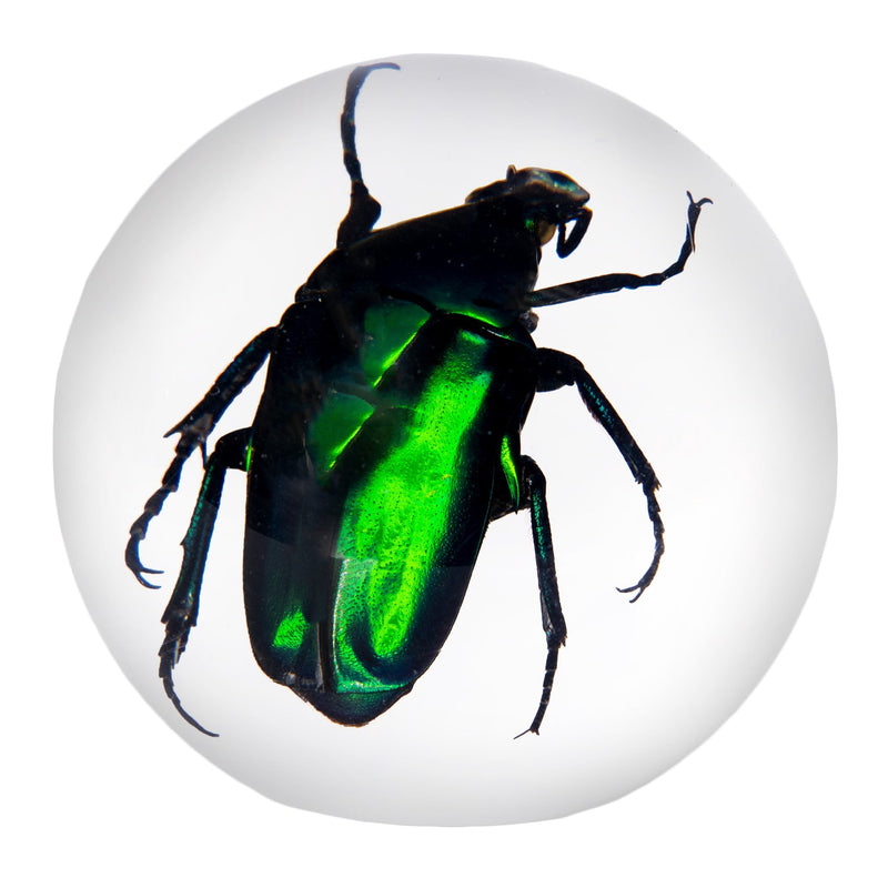 Real Green Chafer Beetle in Acrylic Sphere Paperweight