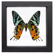 Real Sunset Moth in Black Frame