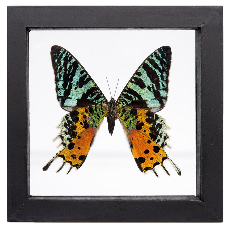 Real Sunset Moth in Black Frame