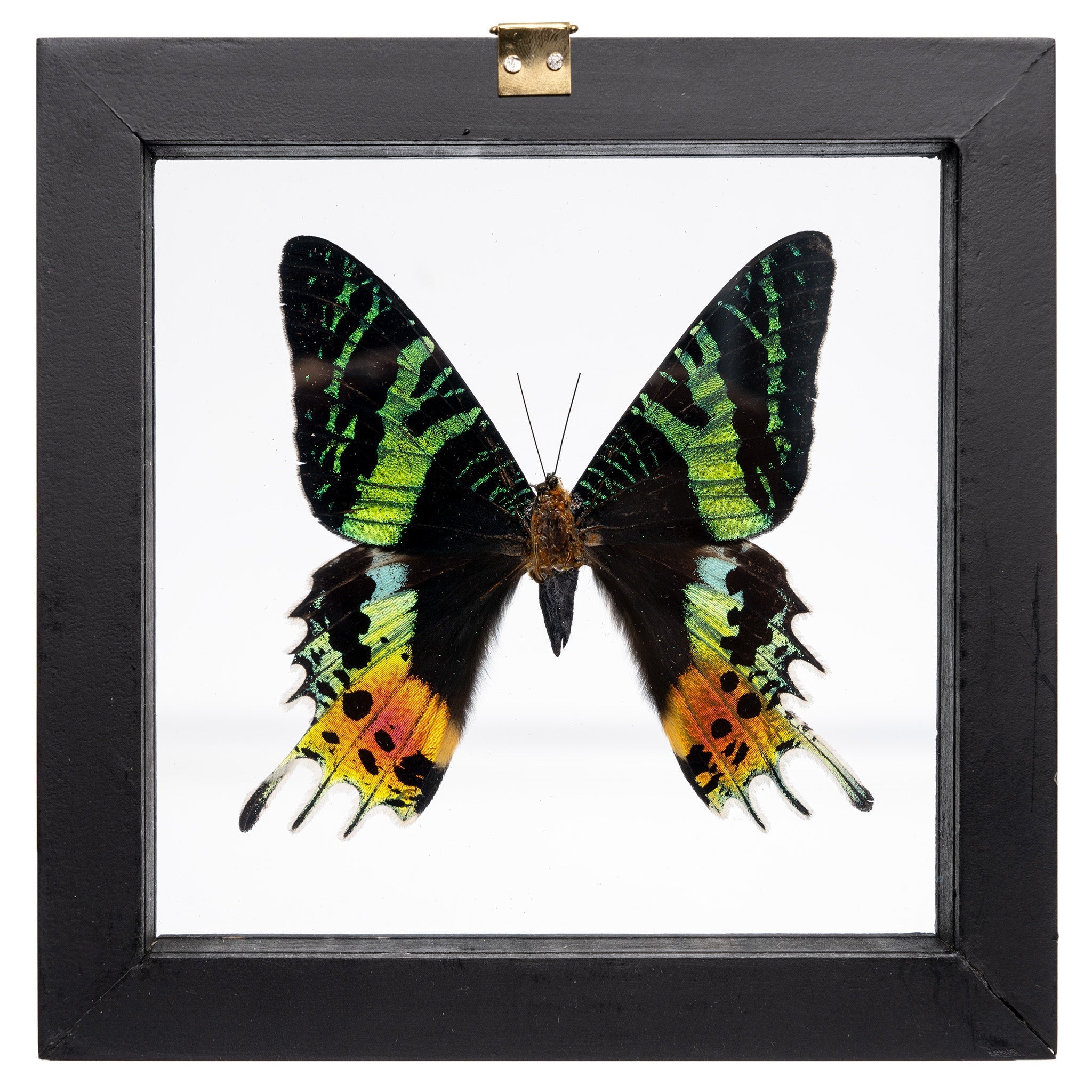 Real Sunset Moth in Frame For Sale — Skulls Unlimited