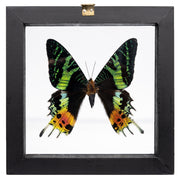 Real Sunset Moth in Black Frame