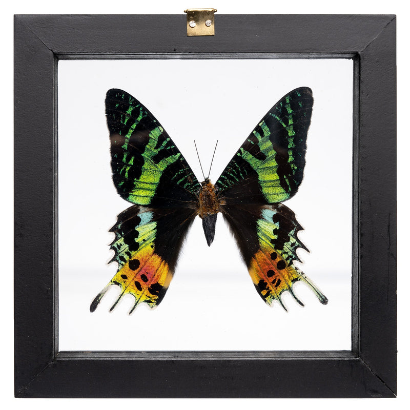 Real Sunset Moth in Black Frame