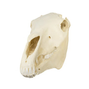 Replica Horse Skull