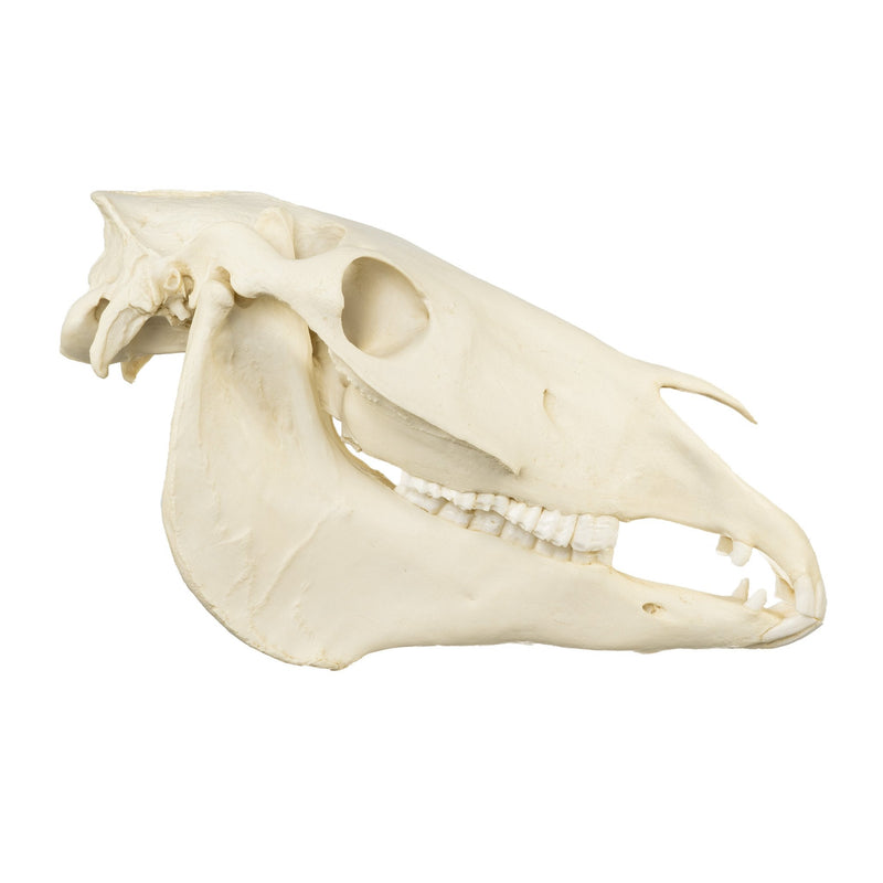 Replica Horse Skull