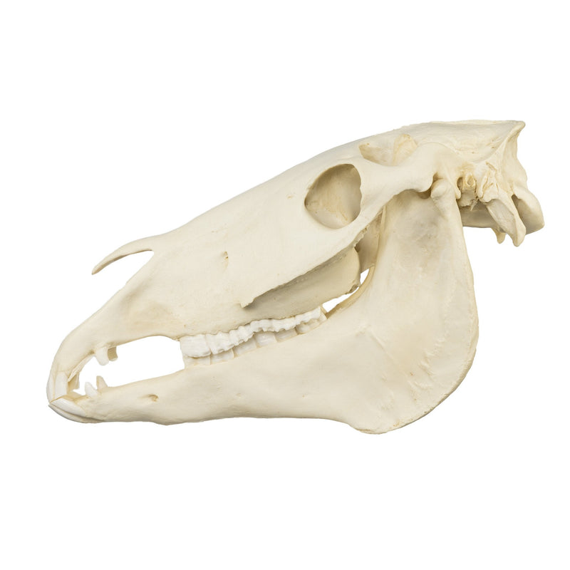 Replica Horse Skull
