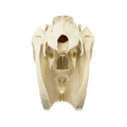 Replica Horse Skull