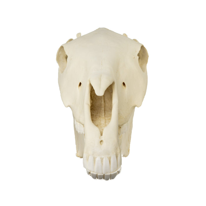 Replica Horse Skull