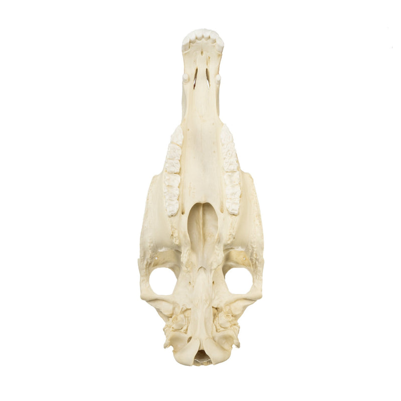 Replica Horse Skull