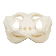 Real Bearded Dragon Skull