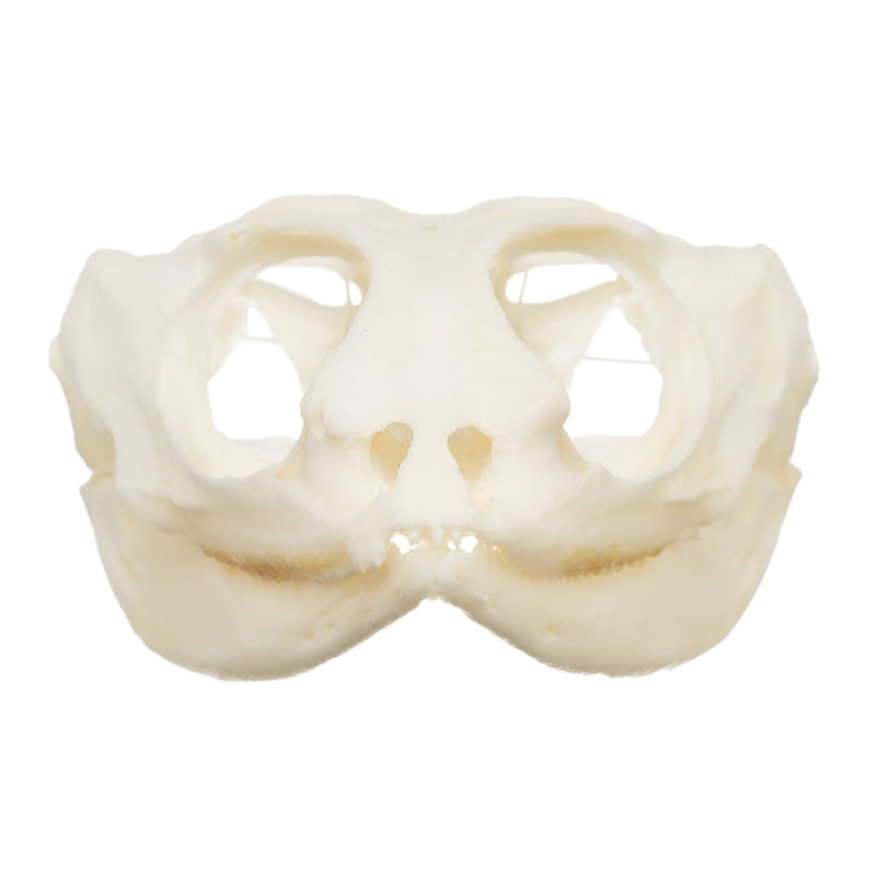 Real Bearded Dragon Skull