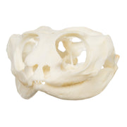 Real Bearded Dragon Skull
