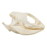 Real Bearded Dragon Skull