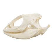 Real Bearded Dragon Skull