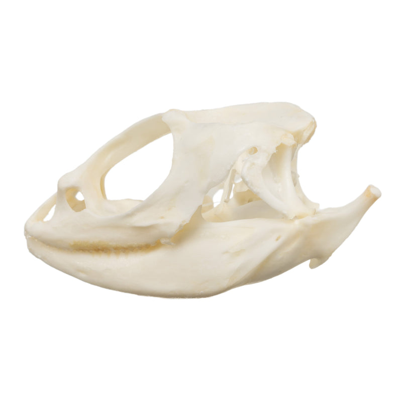 Real Bearded Dragon Skull